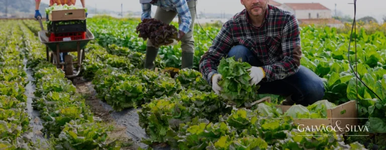 Prescrição de Dívida Agrária: Compreenda o Processo